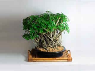 Product Of The Week: Bonsai Trees