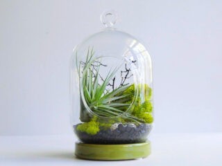 Product Of The Week: A Beautiful Terrarium