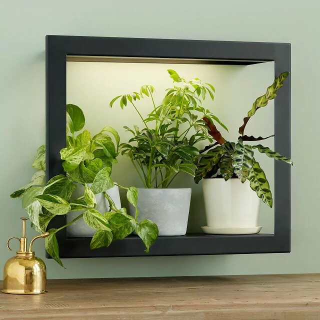 Plant shelf with grow lights