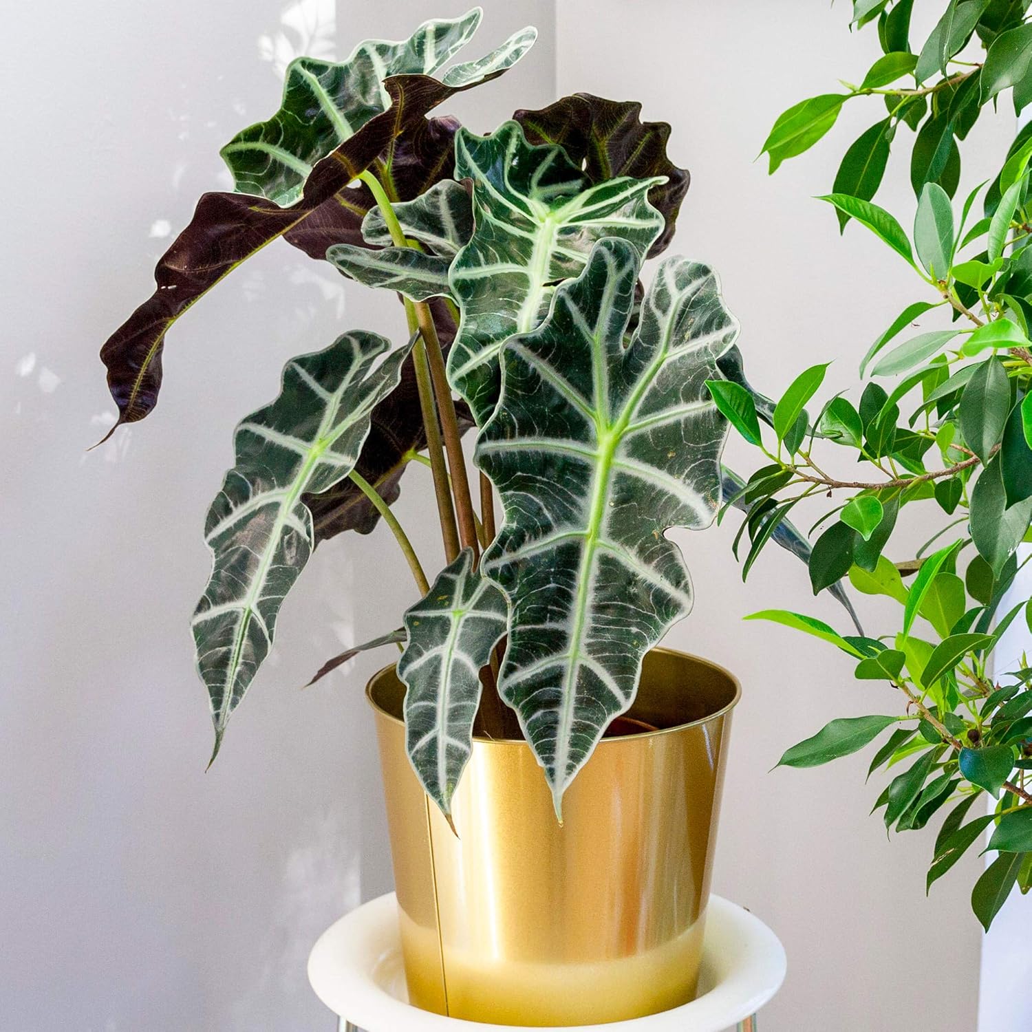 Alocasia Polly in gold pot