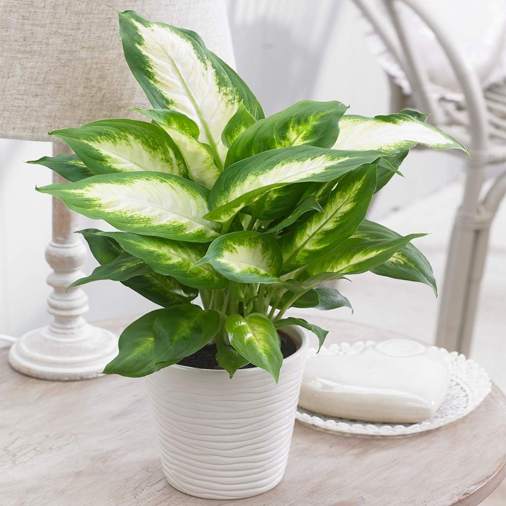 Green and white dieffenbachia houseplant