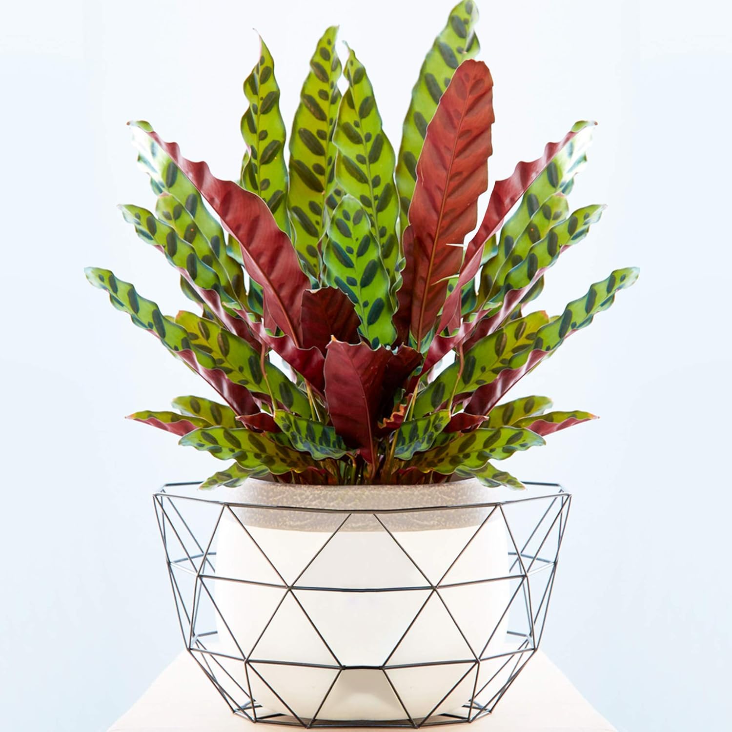 Red and green rattlesnake calathea