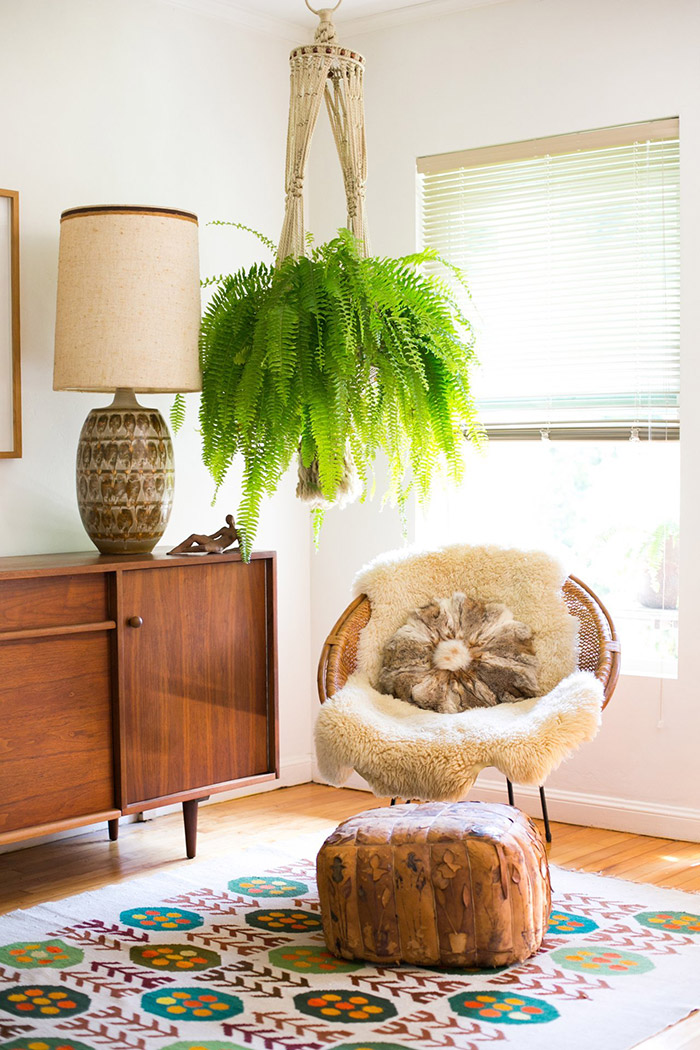 Hanging Boston fern