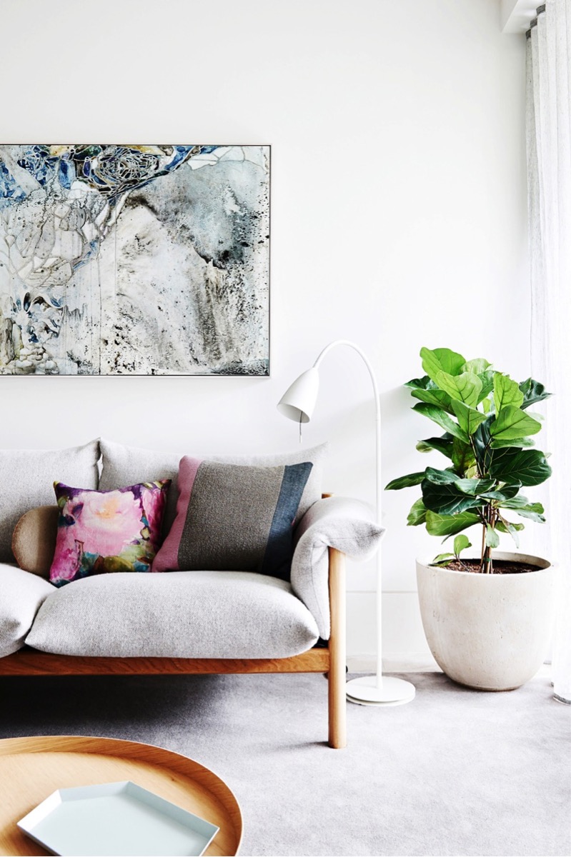 Large potted fiddle leaf fig