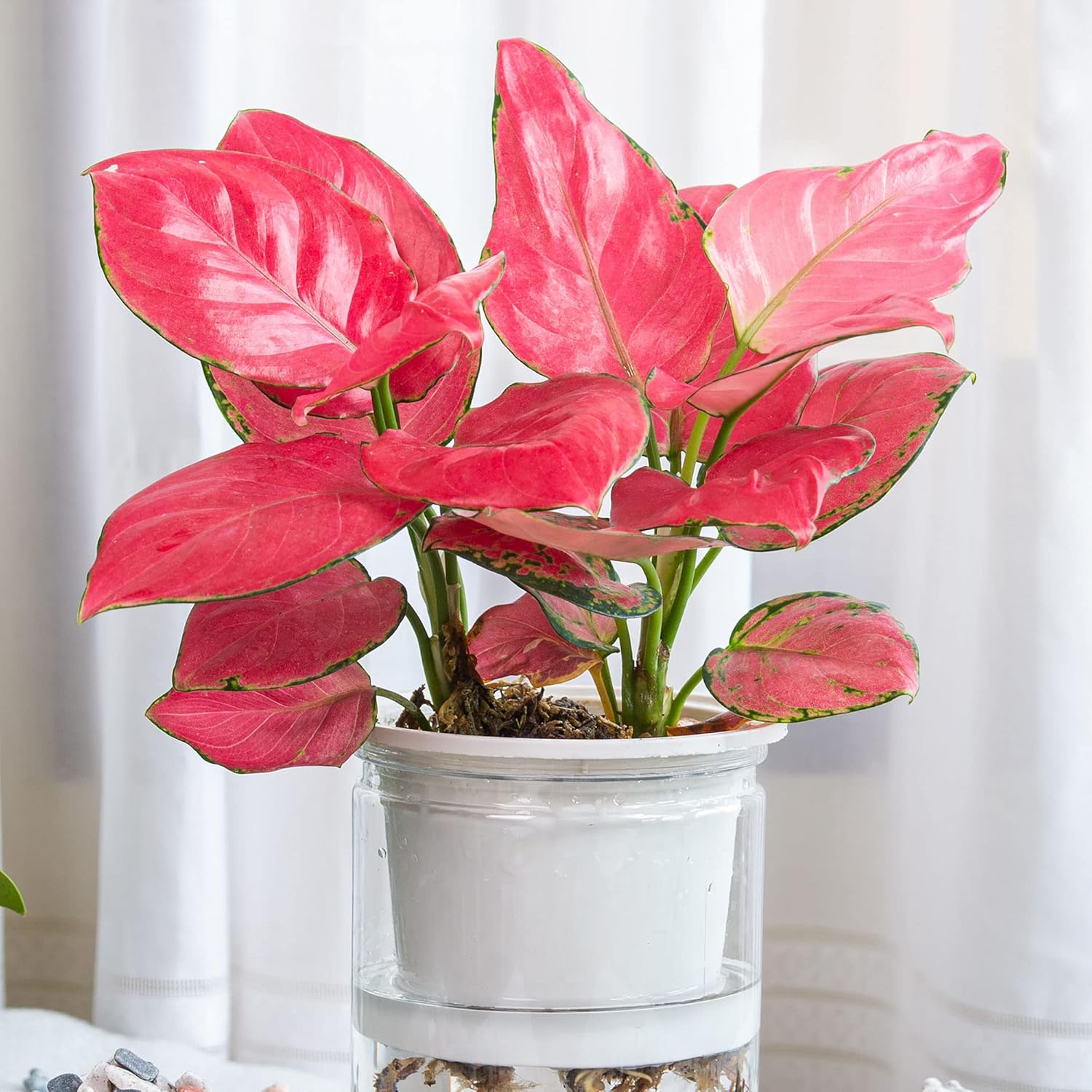 Red zircon aglaonema houseplant