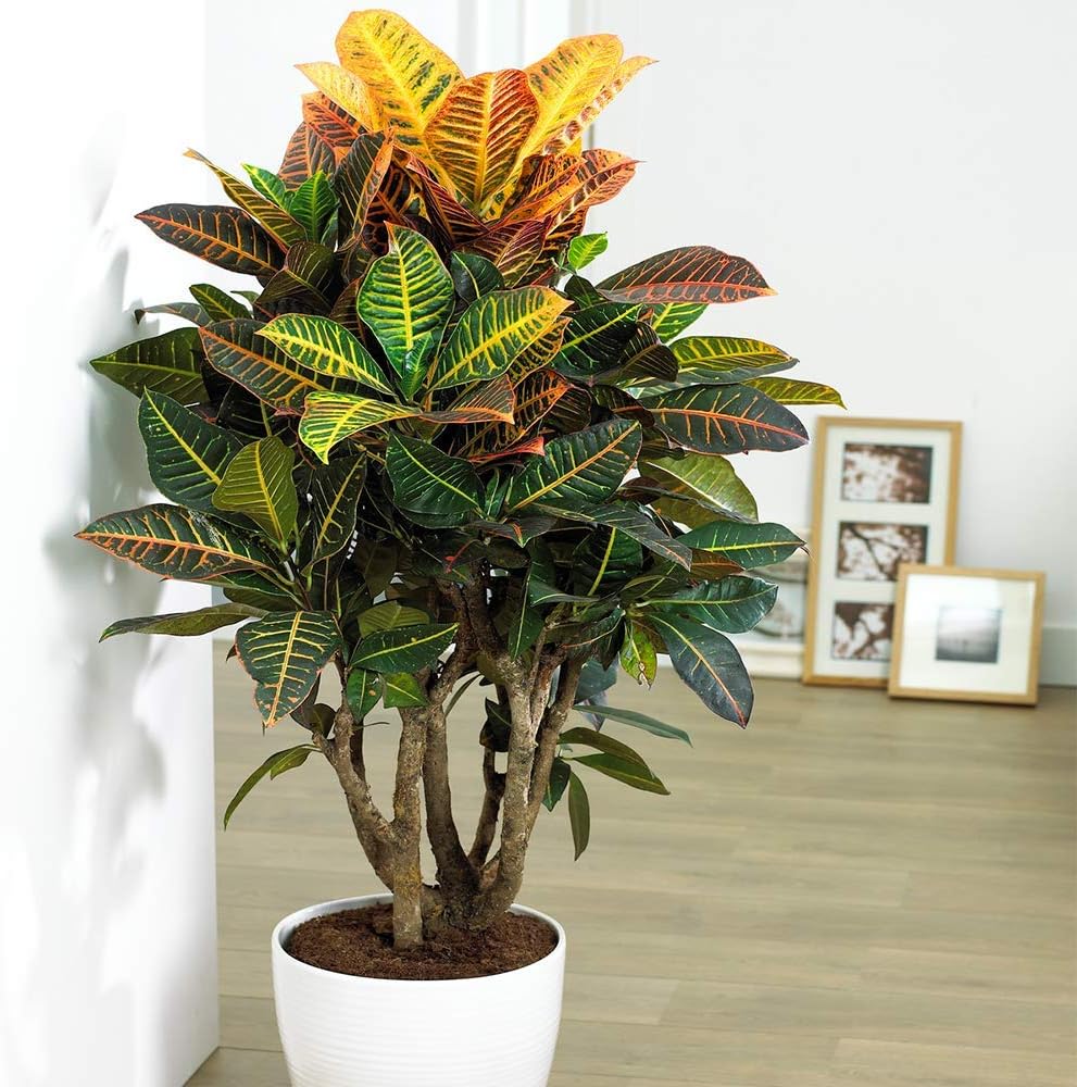 Red, yellow, and green Croton houseplant