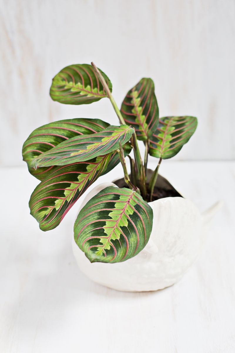 Red and green prayer plant