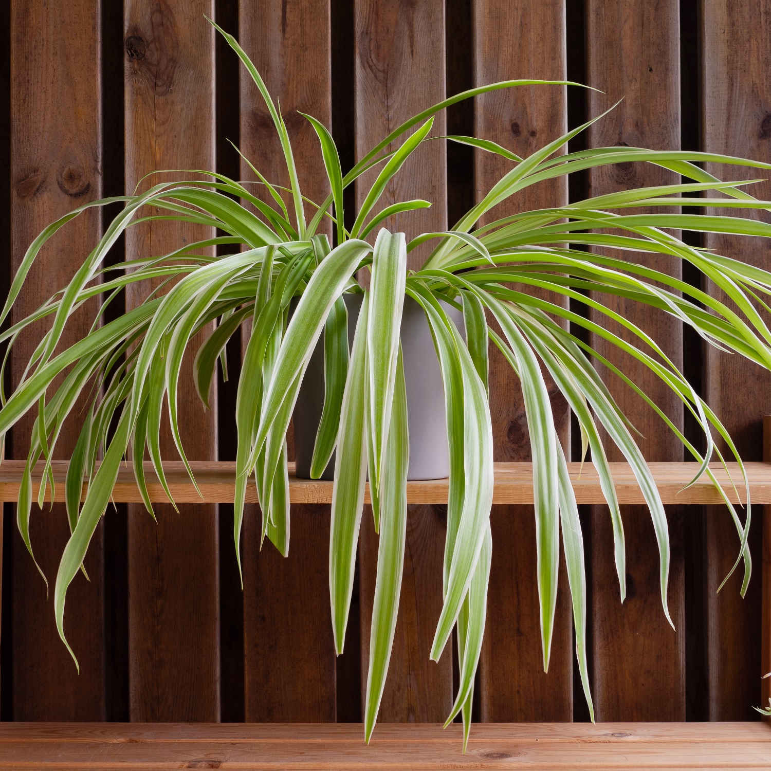 Mature spider plant