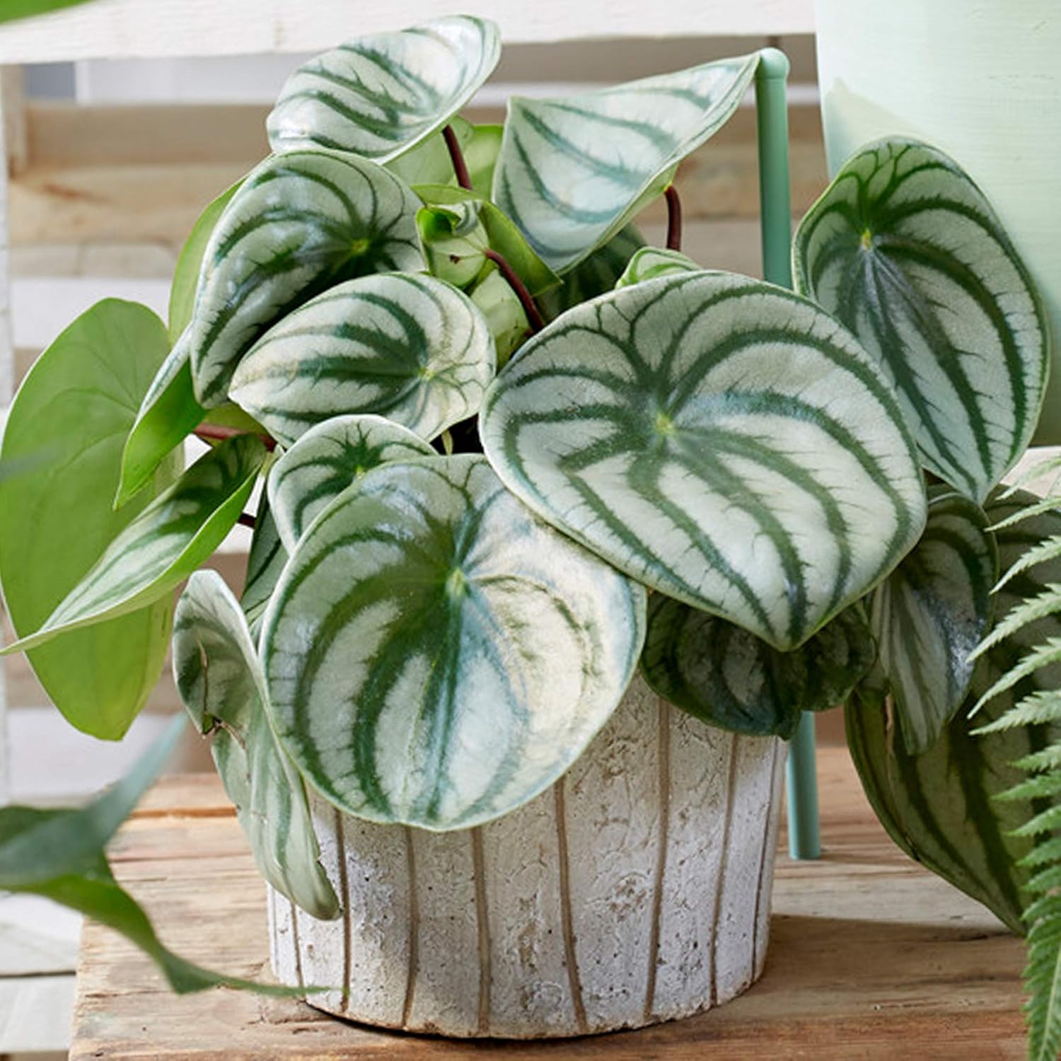 Peperomia potted plant with watermelon stripes