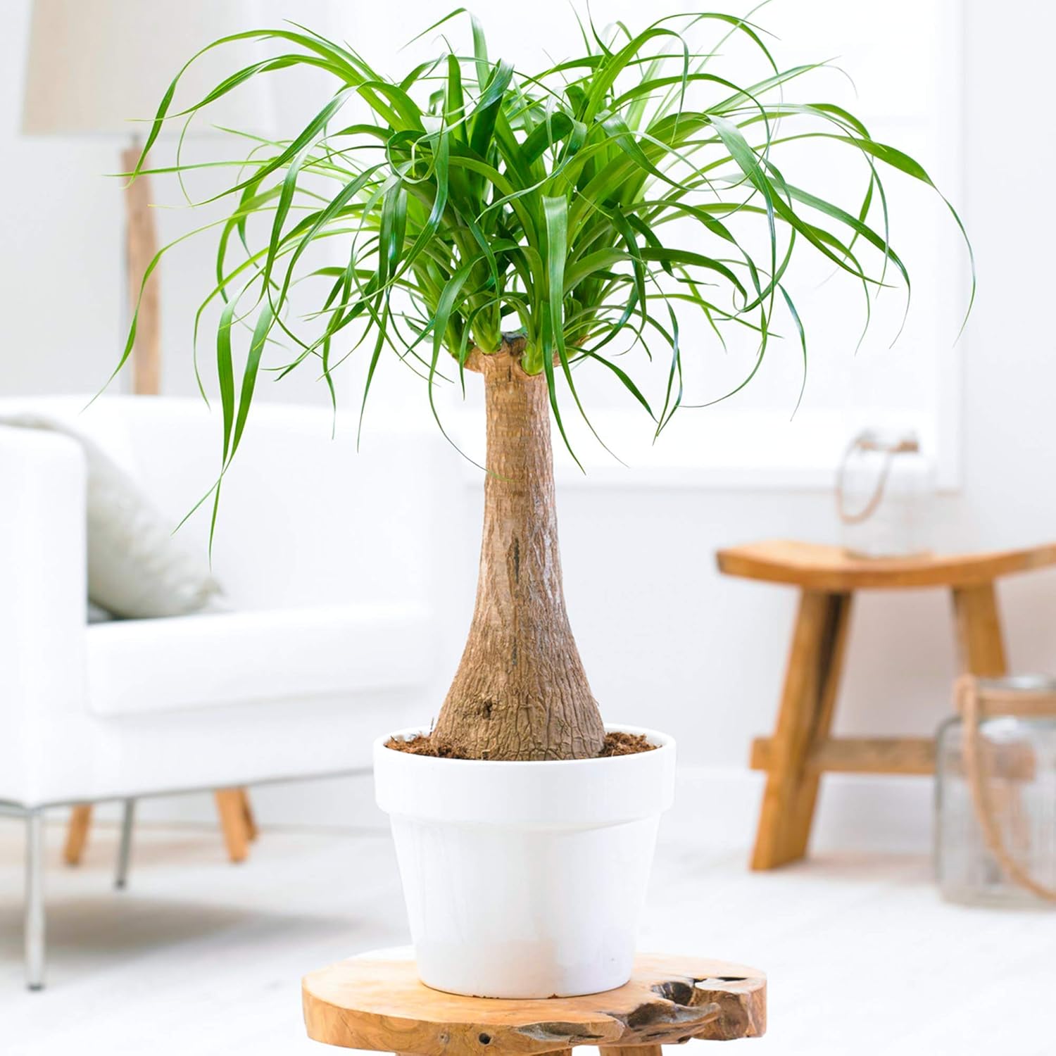 Potted ponytail palm houseplant