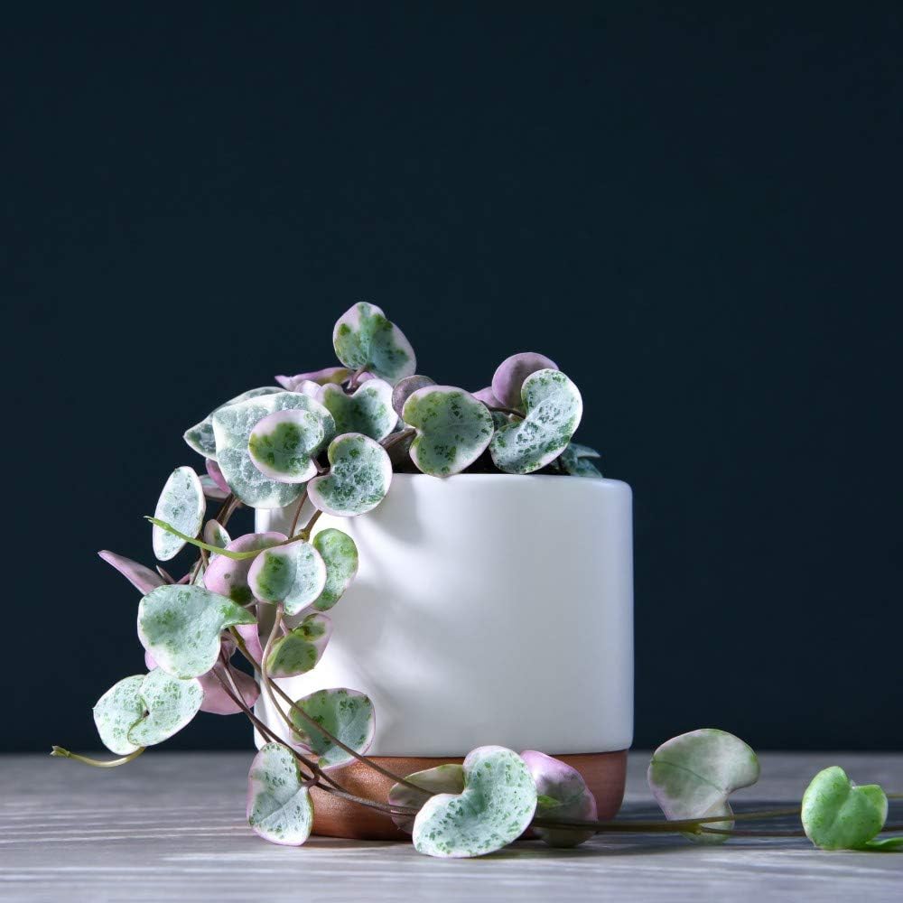 Small string of hearts plant in white pot