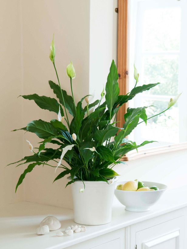 Peace lily houseplant