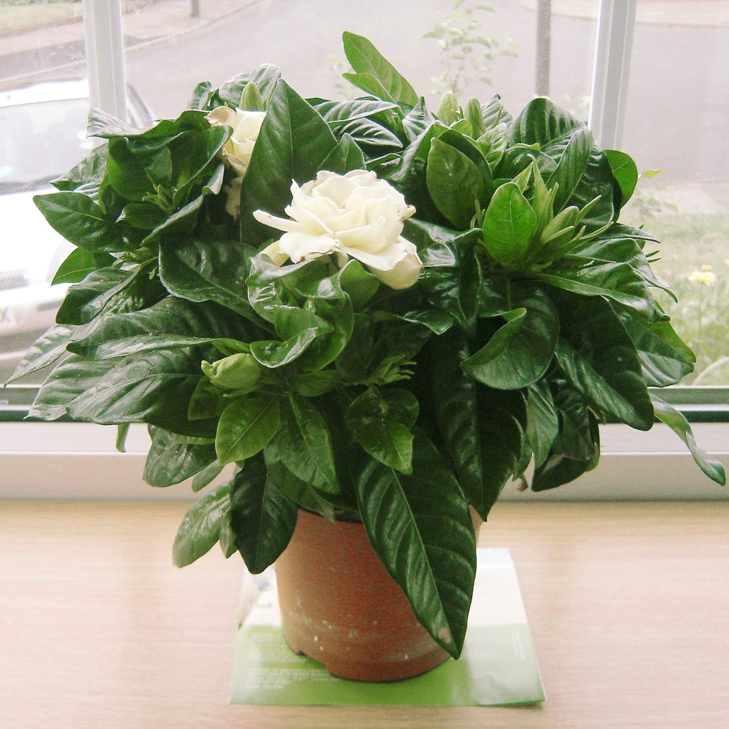 Potted gardenia with white blossoms