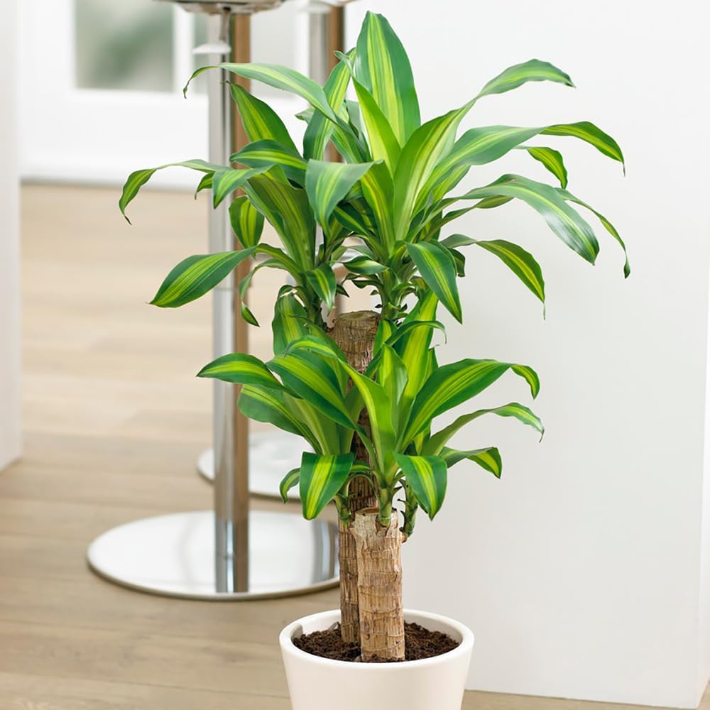 Double-stalked Dracaena fragrans