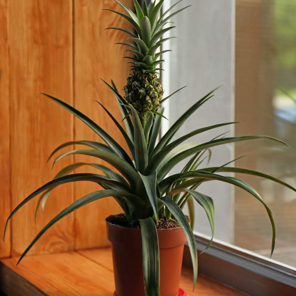 Indoor pineapple houseplant