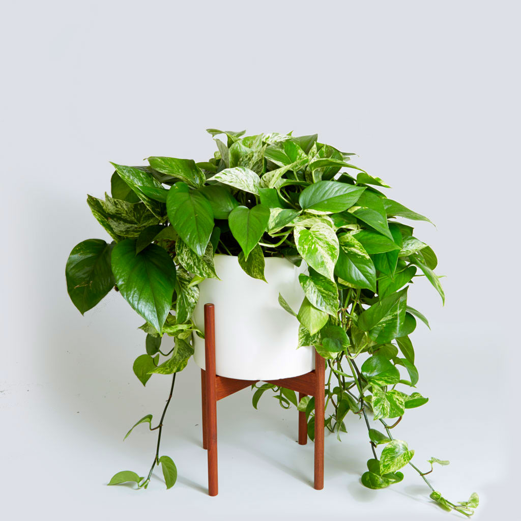 Pothos houseplant on a stand