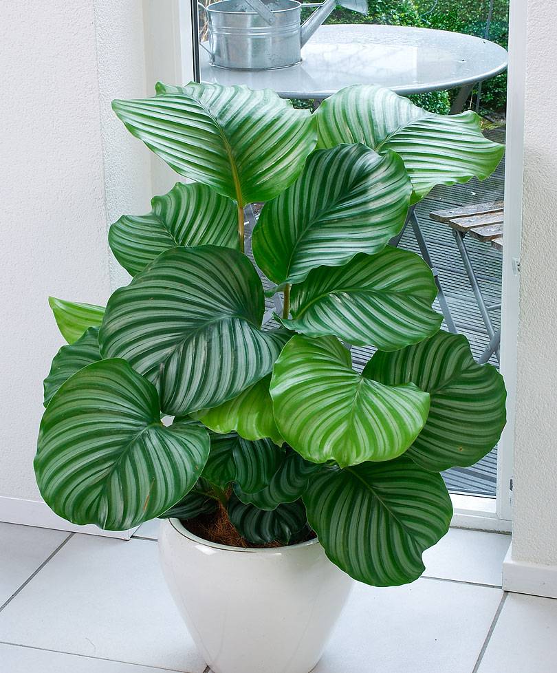 Indoor calathea orbifolia house plant