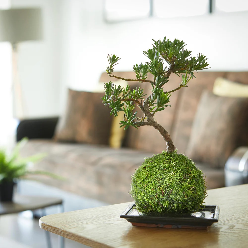 Pine kokedama