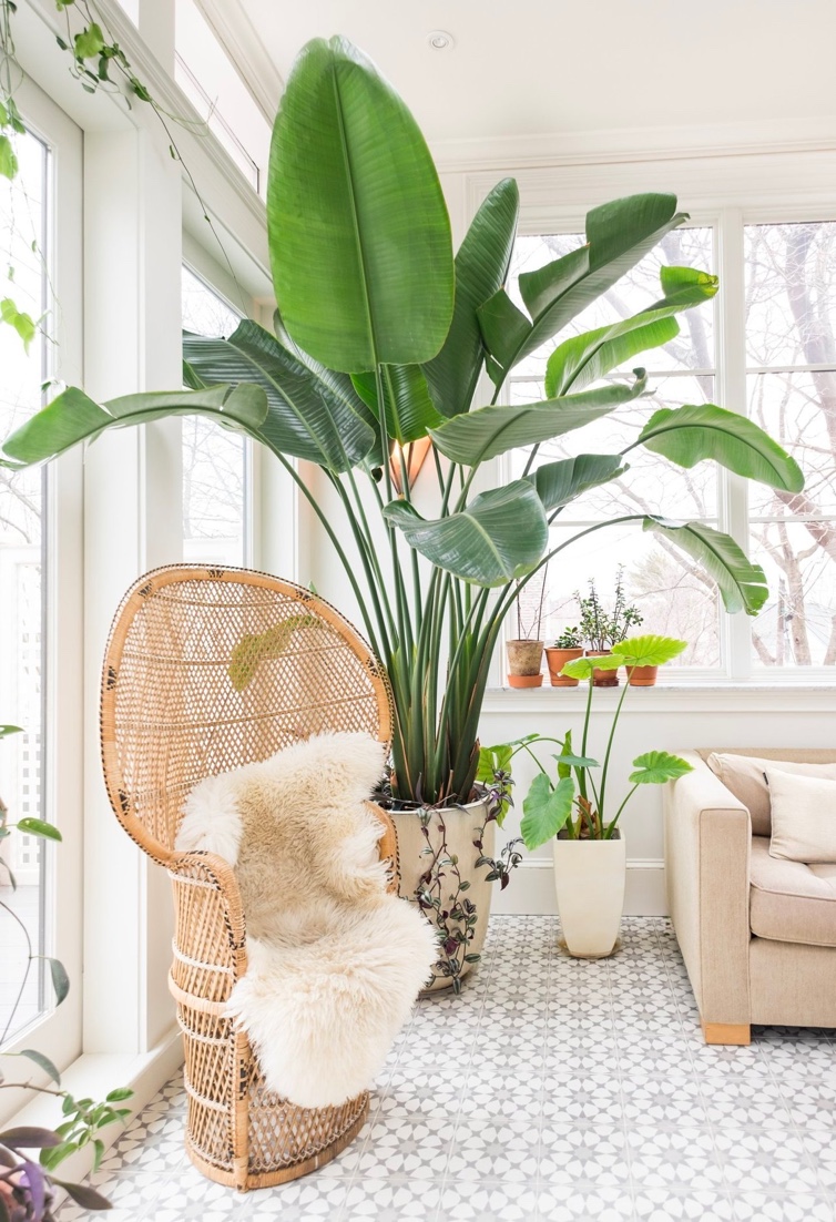 Large white bird of paradise house plant