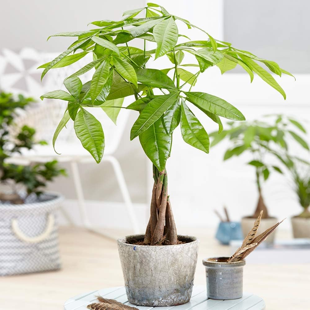 Potted money tree houseplant