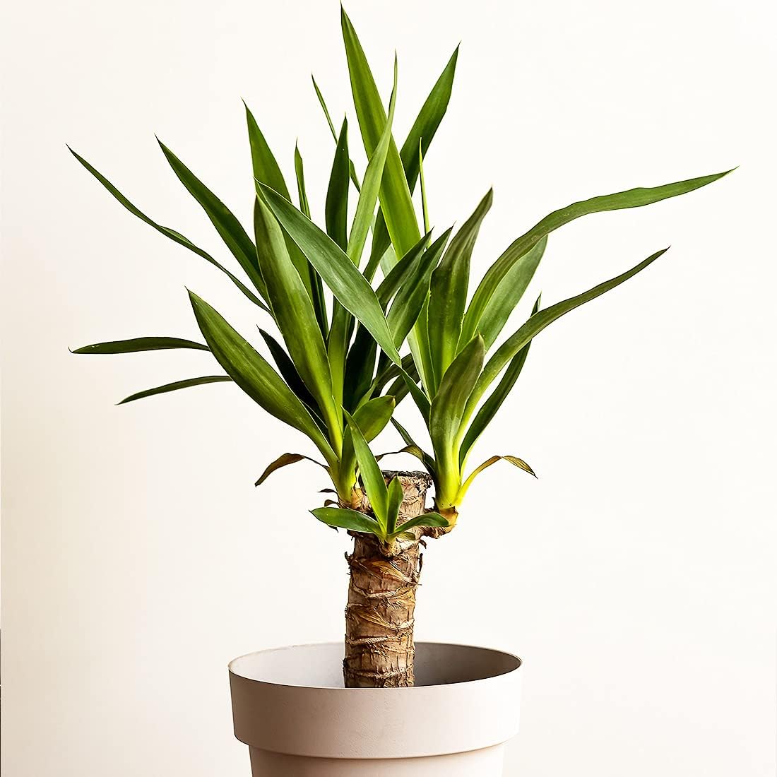 Yucca tree houseplant