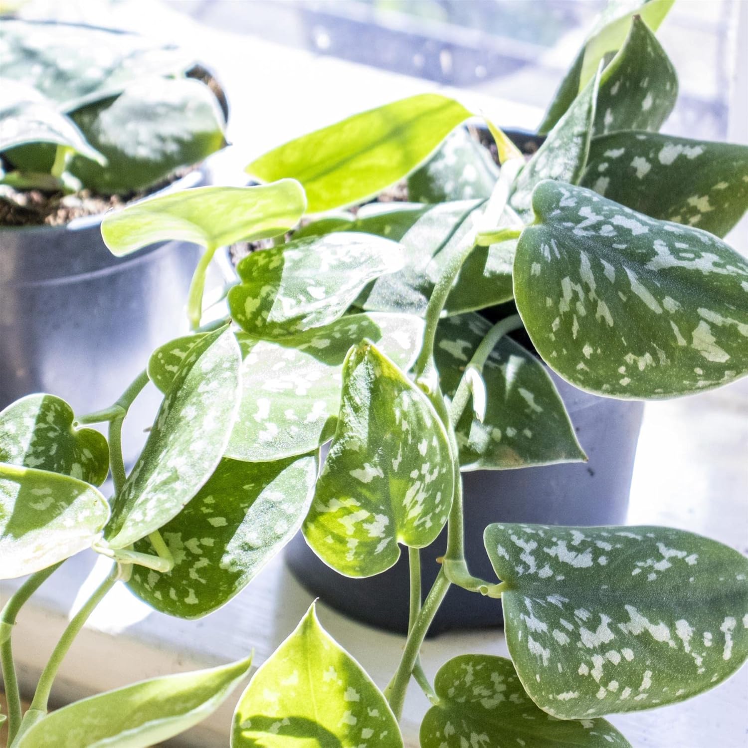 Silver pothos leaves