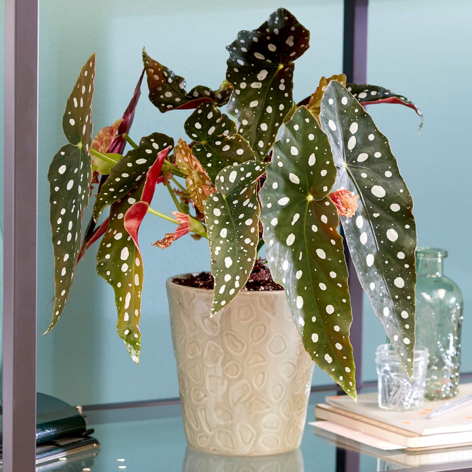 Spotted Begonia Maculata houseplant