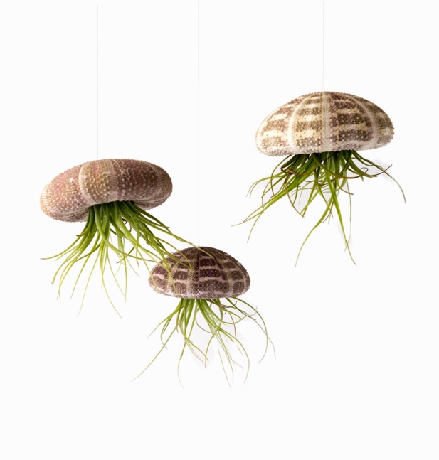 Tillandsia in hanging shell planters