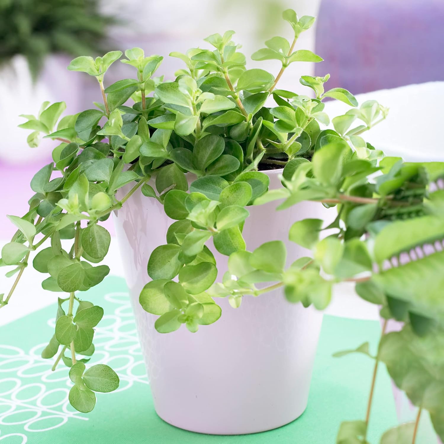 Bright green Peperomia rotundifolia