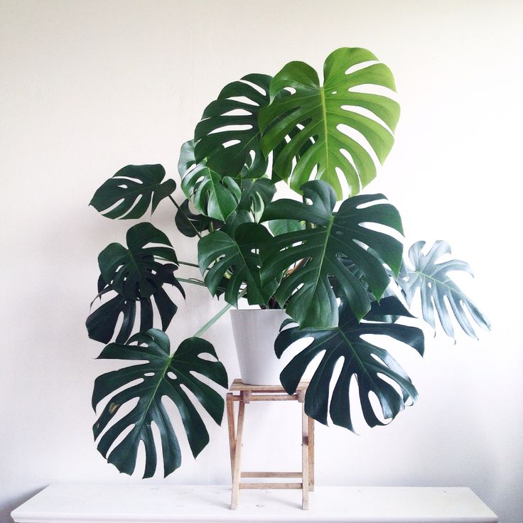 Monstera swiss cheese houseplant