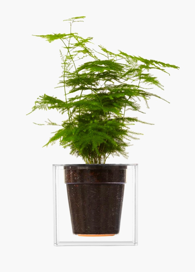 Asparagus fern houseplant