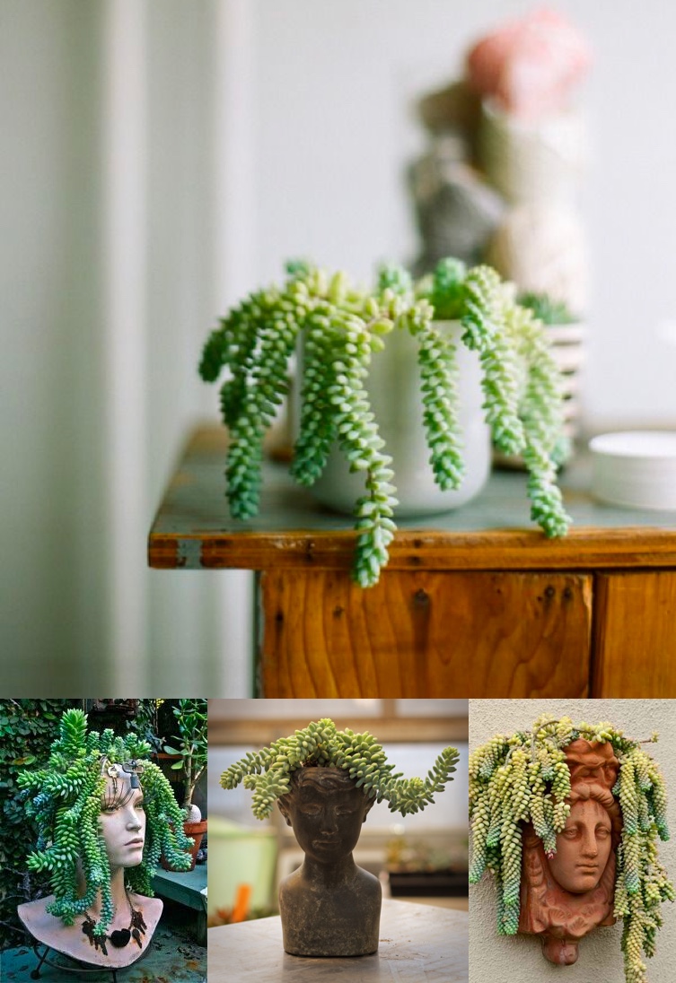 A collection of Donkey Tail plants