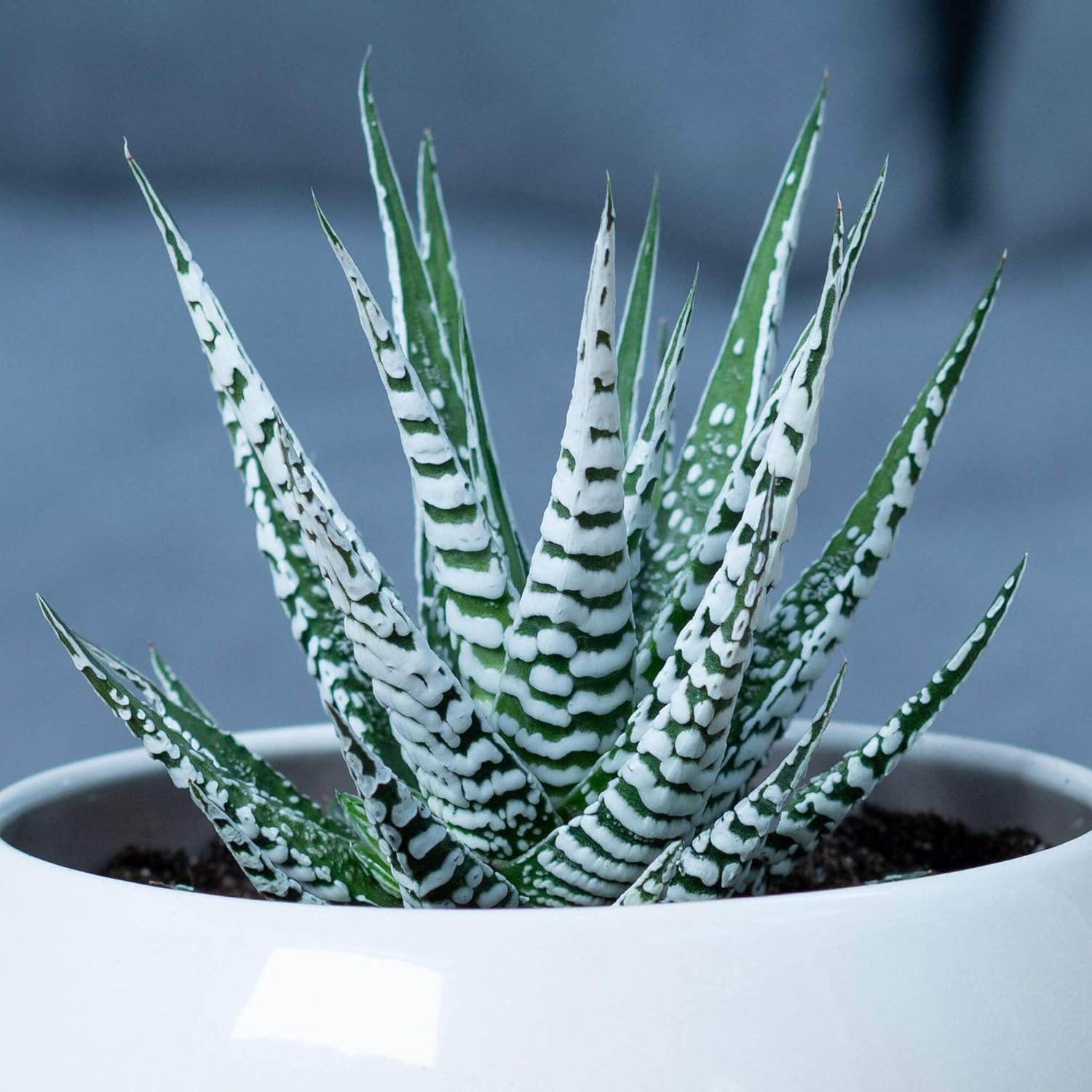 Striped green and white Haworthia succulent