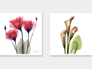 Exquisite Floral X-Ray Art Prints By Albert Koetsier