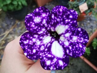 Cool Product Alert: The Petunia Night Sky Plant