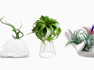 Product Of The Week: Beautiful Air Plant Holders