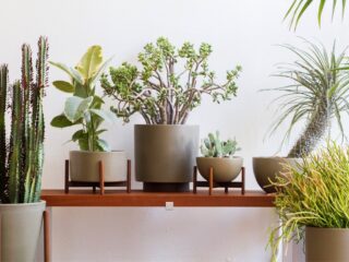 Product Of The Week: Beautiful Plant Stands From Modernica