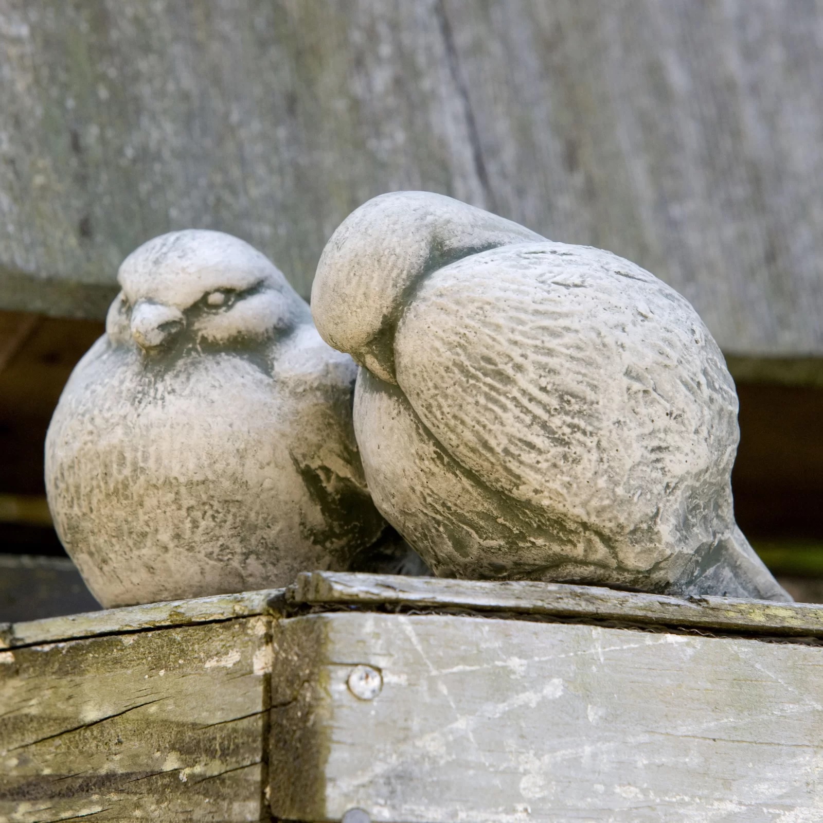 Lovebird garden statue