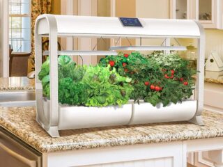 Product Of The Week: A Smart Garden To Help You Grow Veggies Indoors With No Mess