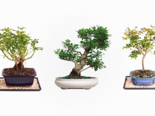 Product Of The Week: Beautiful Bonsai Trees