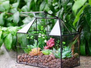 Product Of The Week: Mini Greenhouse Terrariums