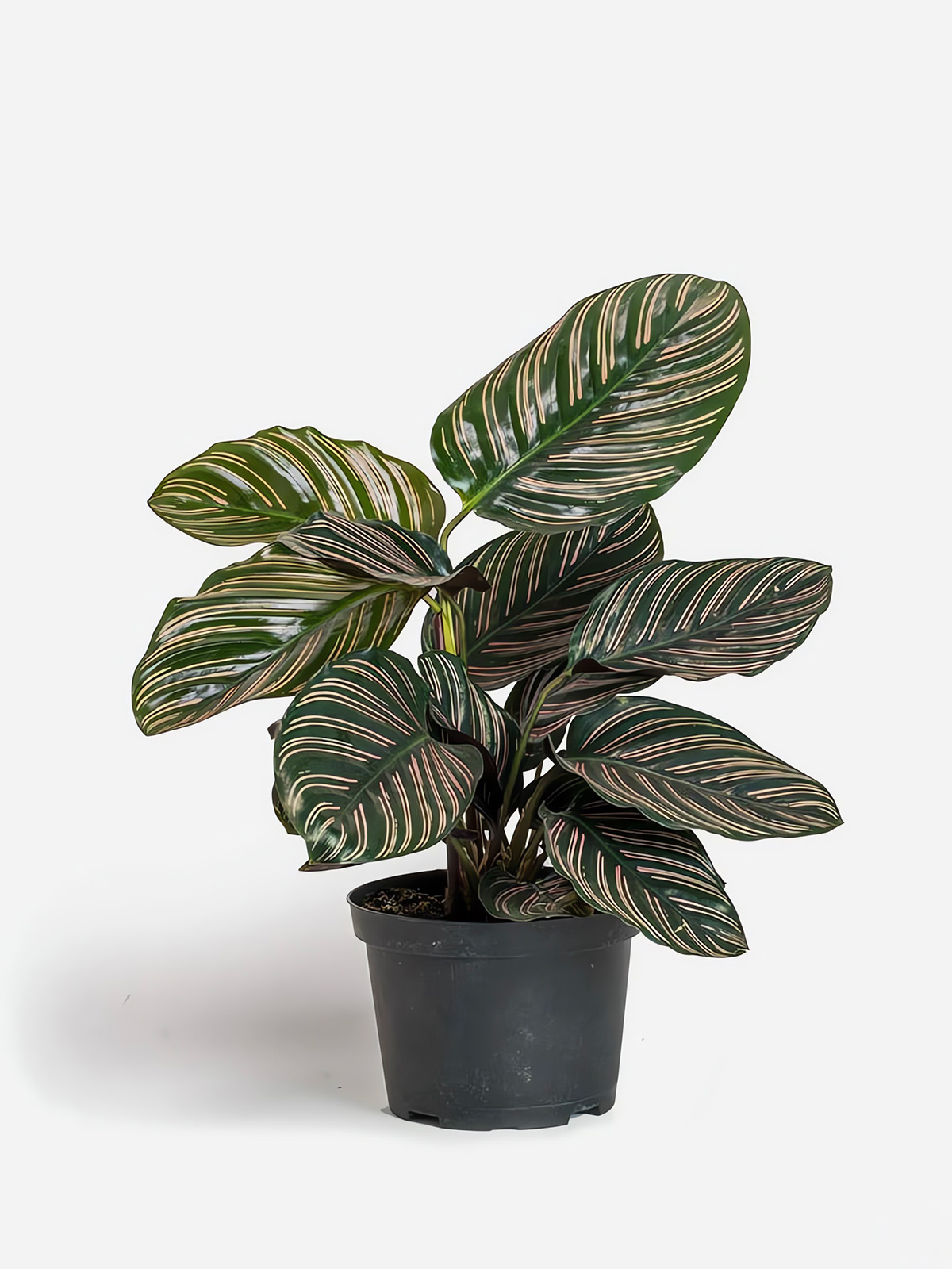 Calathea