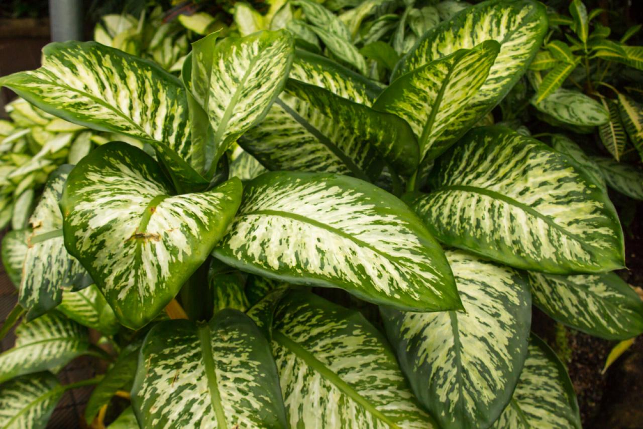 Dieffenbachia