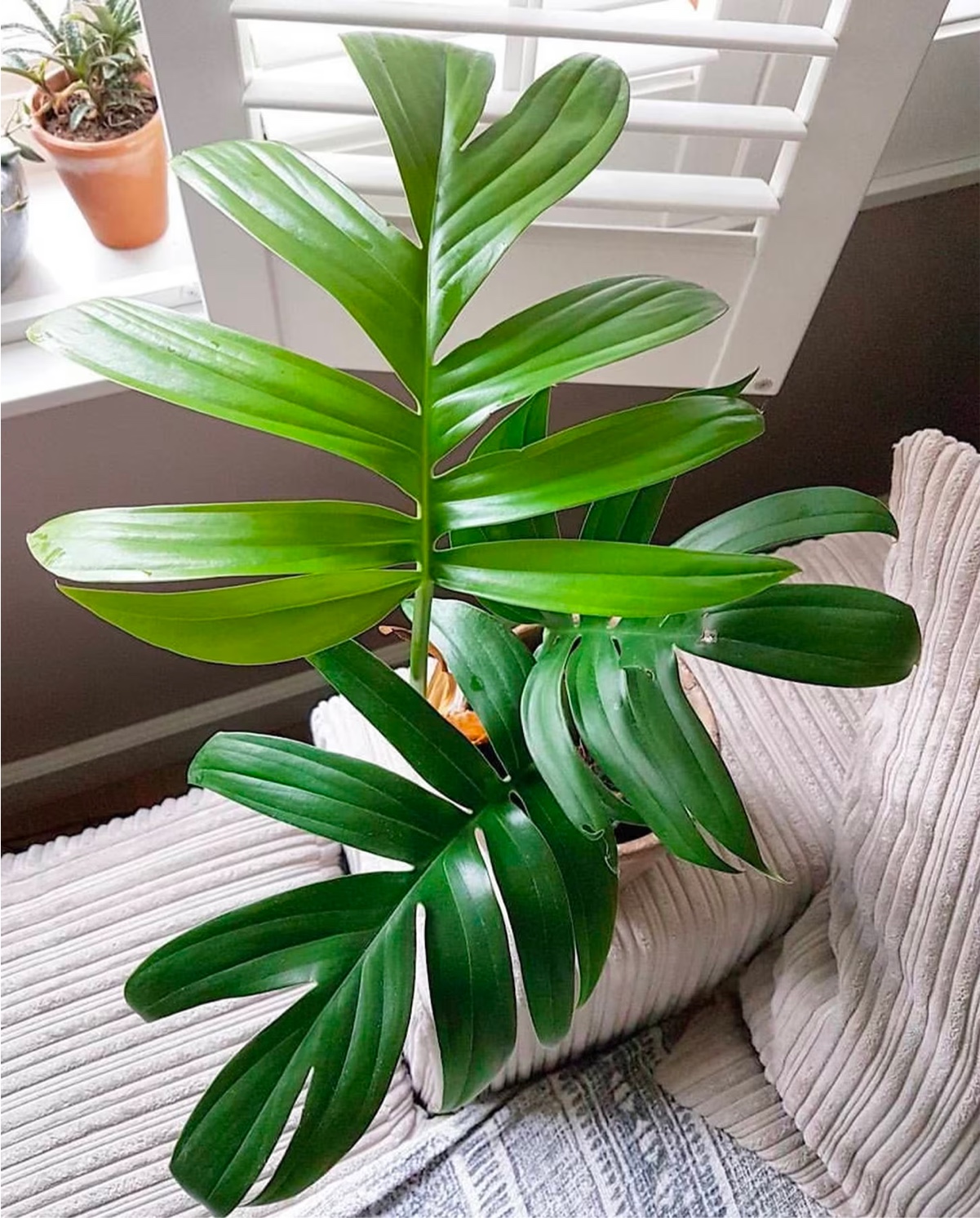 Dragon Tail Plant