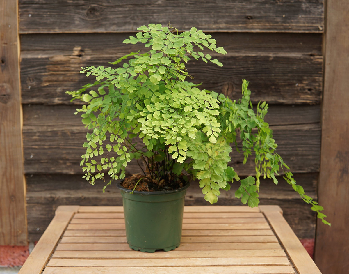 Maidenhair Fern