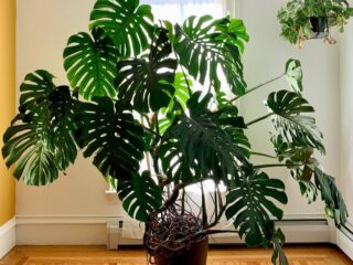 31 Low Light Indoor Plants That Flourish in Dim Spaces