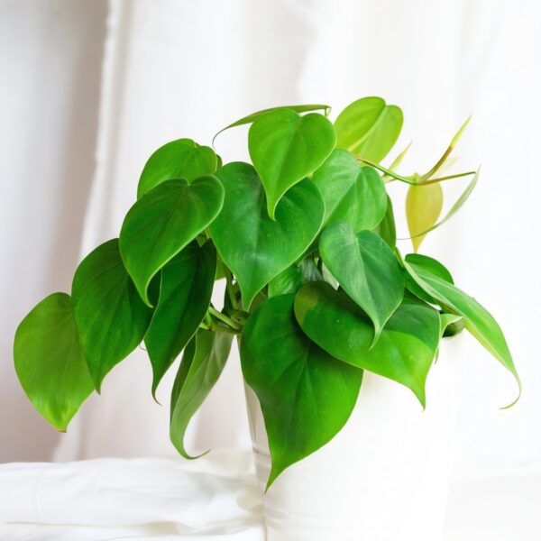 Philodendron | Interior Design Ideas