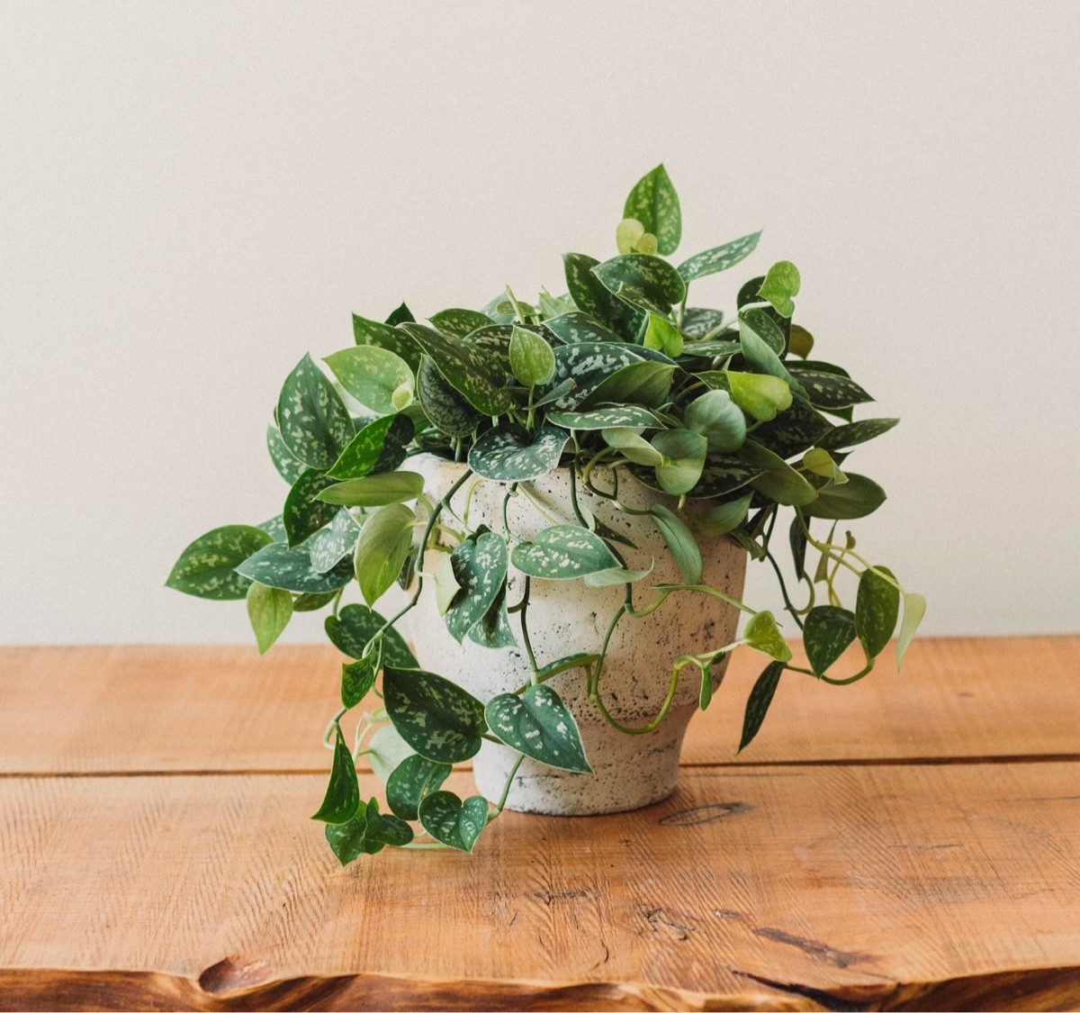 Silver Satin Pothos | Interior Design Ideas