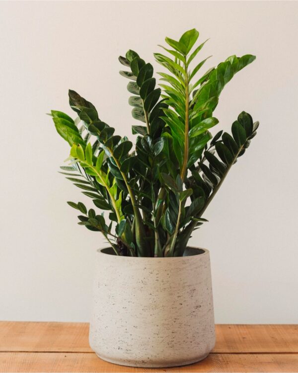 31 Low Light Indoor Plants That Flourish in Dim SpacesInterior Design ...