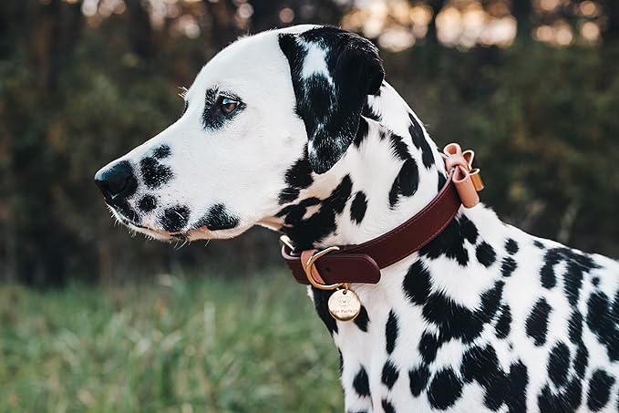 Italian Leather Designer Dog Collar